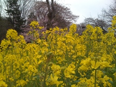 菜の花が臭いのはアブラナだから。