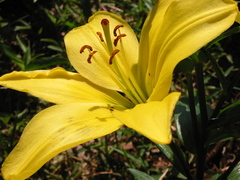 ユリ園＠ユネスコ村