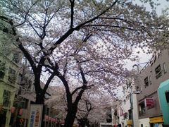 ほぼ満開＠新丸子→祐天寺